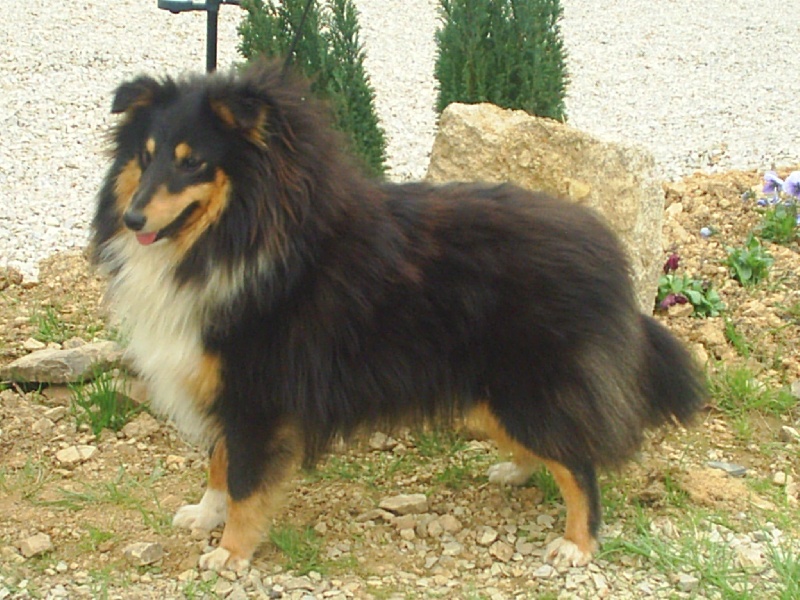 Australe Des petites fées des sables