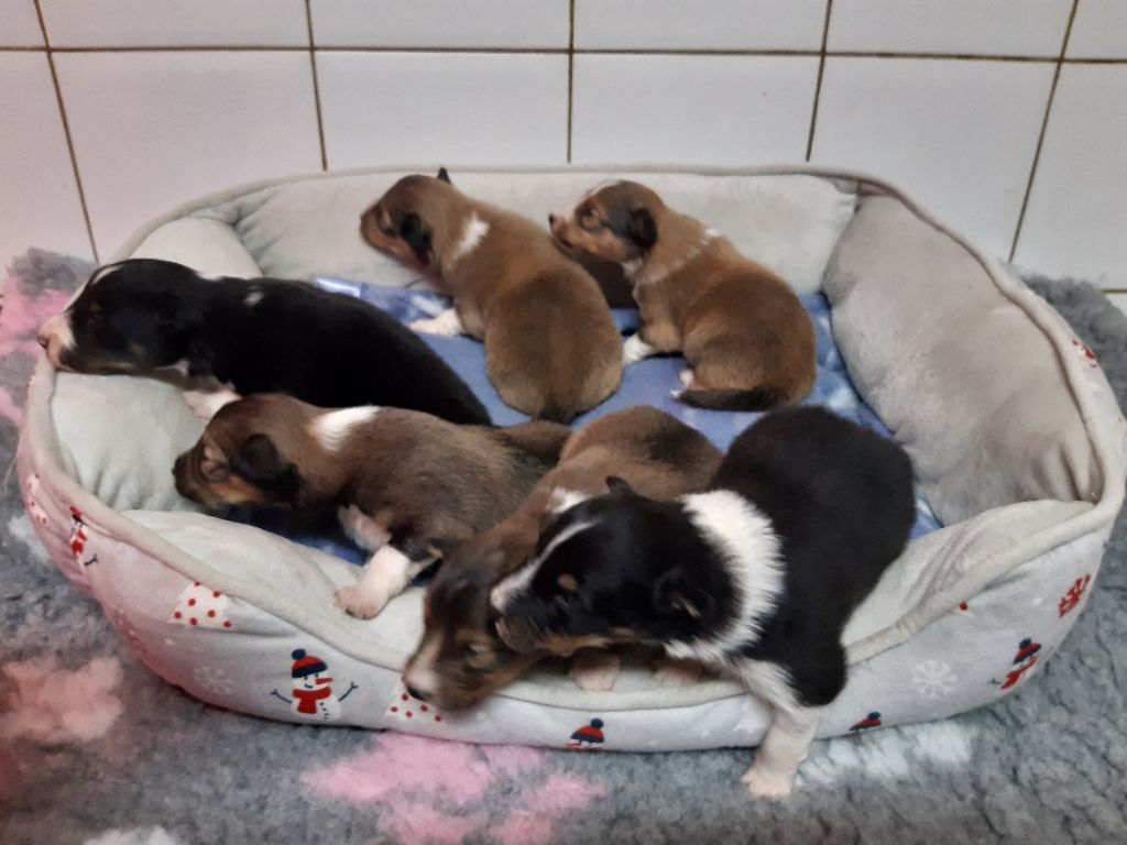 Des petites fées des sables - Chiot disponible  - Shetland Sheepdog