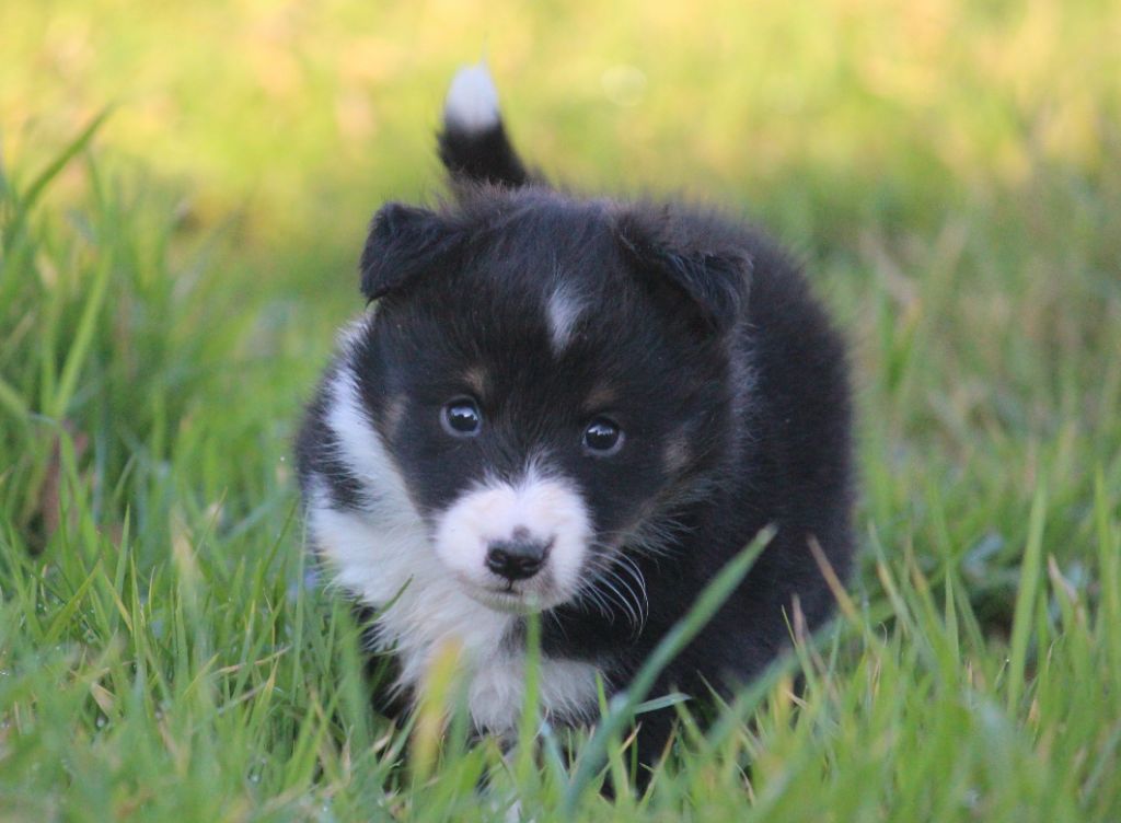 Des petites fées des sables - Chiot disponible  - Shetland Sheepdog