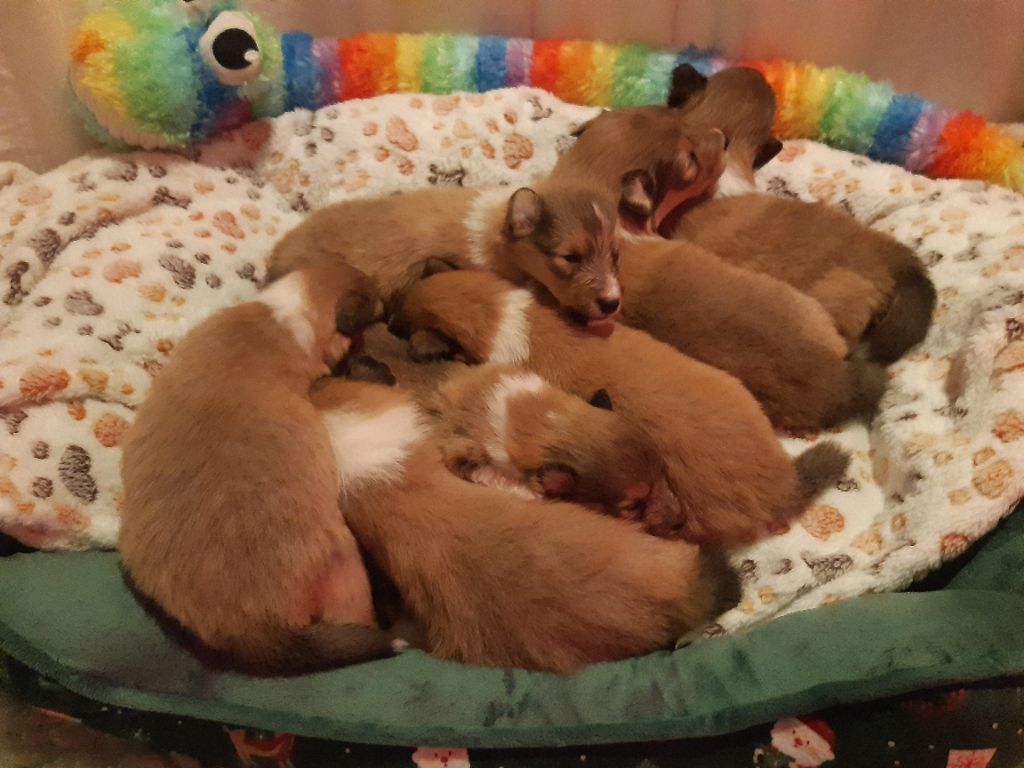 chiot Shetland Sheepdog Des petites fées des sables