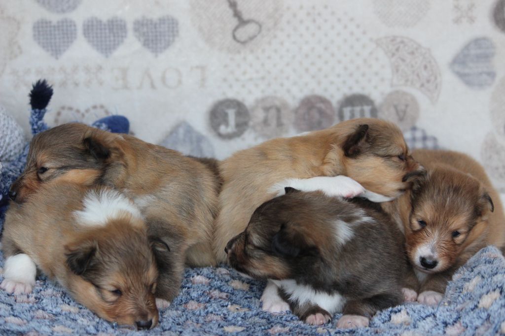 chiot Shetland Sheepdog Des petites fées des sables