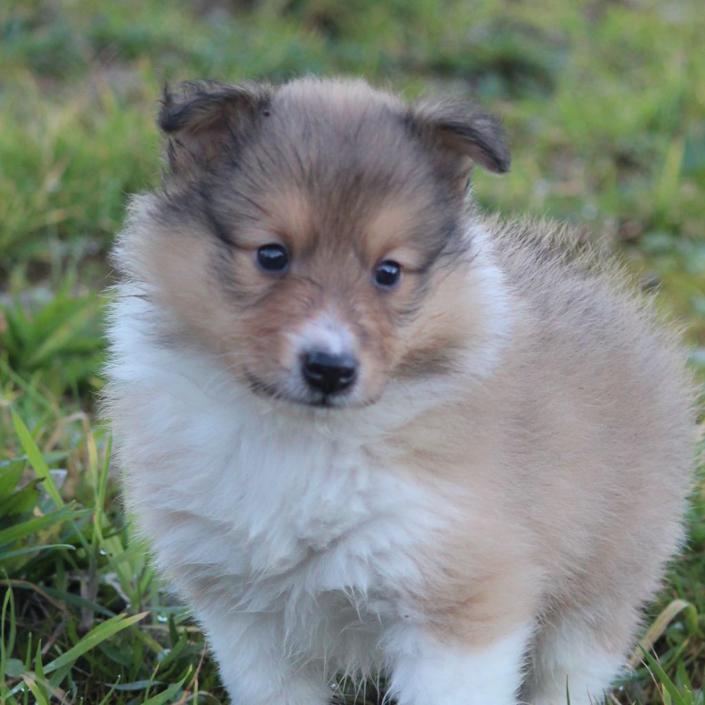 Des petites fées des sables - Chiot disponible  - Shetland Sheepdog