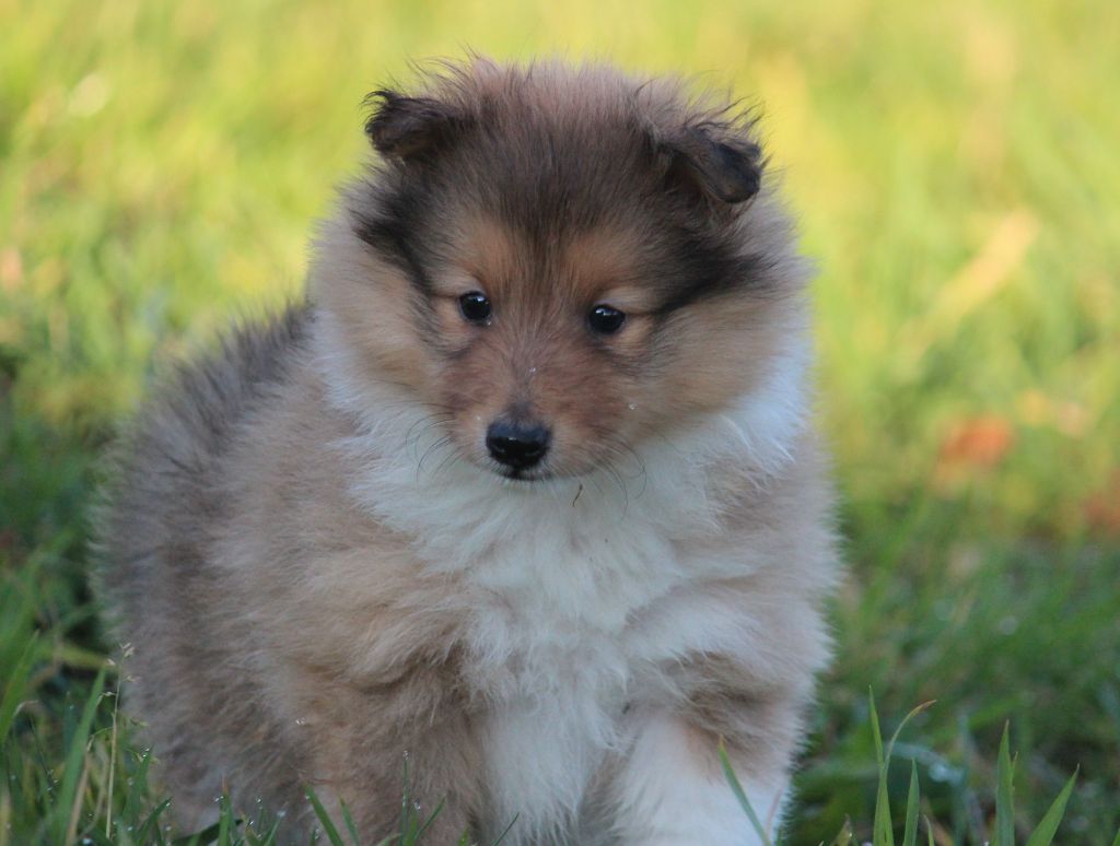 Des petites fées des sables - Chiot disponible  - Shetland Sheepdog