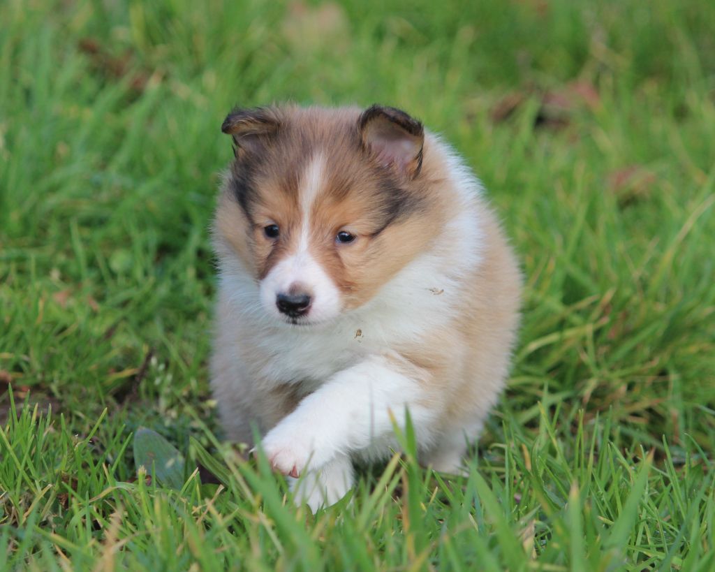 Des petites fées des sables - Chiot disponible  - Shetland Sheepdog