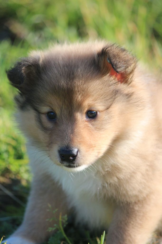 Des petites fées des sables - Chiot disponible  - Shetland Sheepdog