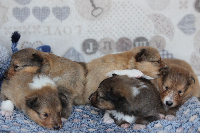 Des petites fées des sables - Shetland Sheepdog - Portée née le 21/05/2024