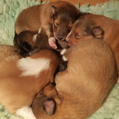 Des petites fées des sables - Shetland Sheepdog - Portée née le 13/05/2024