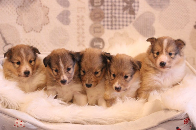 Des petites fées des sables - Shetland Sheepdog - Portée née le 02/11/2024