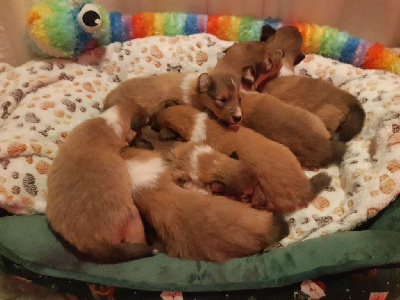 V.... des Petites Fées des Sables