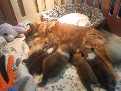 Des petites fées des sables - Shetland Sheepdog - Portée née le 21/10/2024