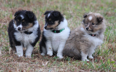 Des petites fées des sables - Shetland Sheepdog - Portée née le 27/05/2024