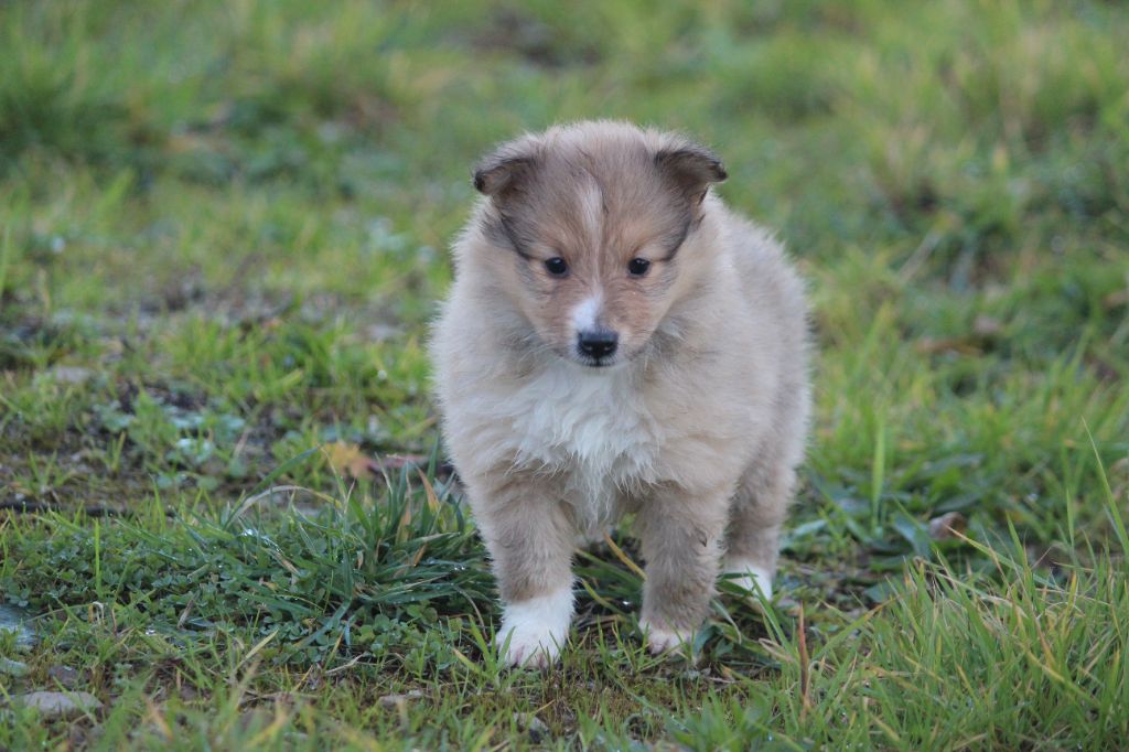 Des petites fées des sables - Chiot disponible  - Shetland Sheepdog