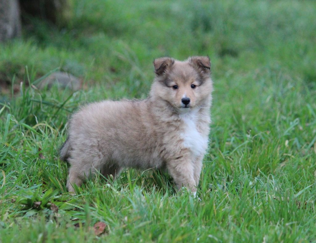 Des petites fées des sables - Chiot disponible  - Shetland Sheepdog