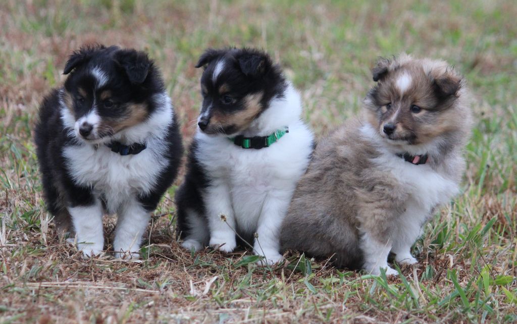 chiot Shetland Sheepdog Des petites fées des sables