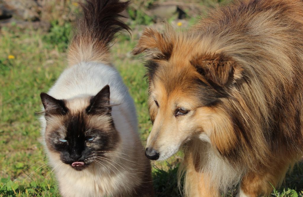 Avec les autres animaux