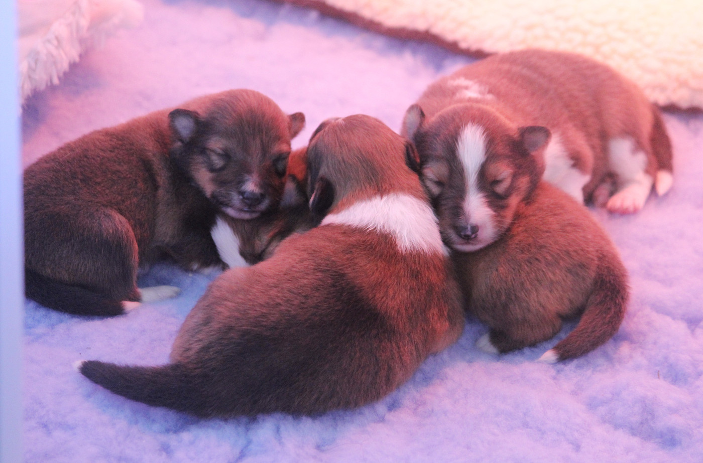 Chiot Shetland Sheepdog Des petites fées des sables