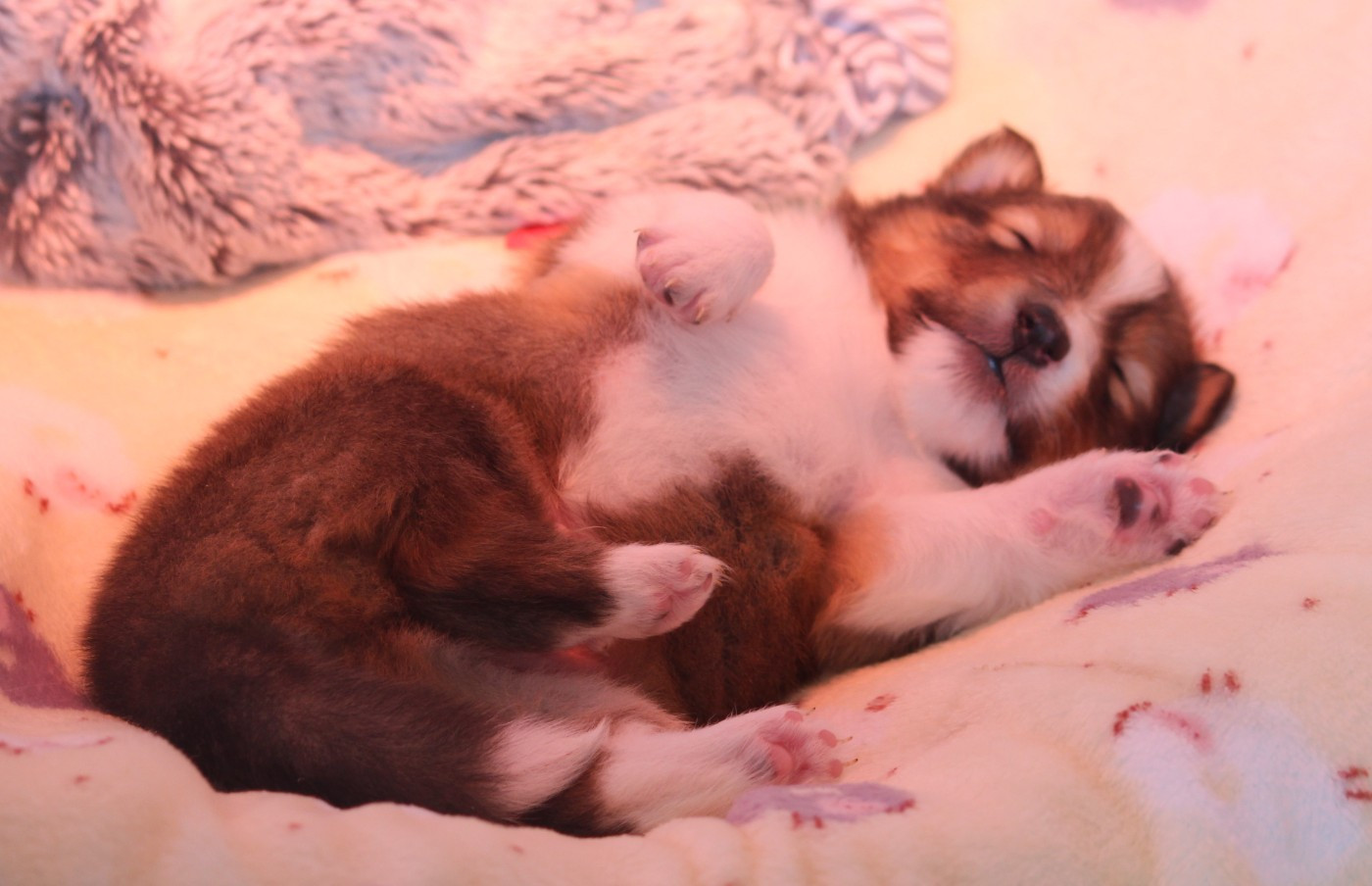 Des petites fées des sables - Chiots disponibles - Shetland Sheepdog