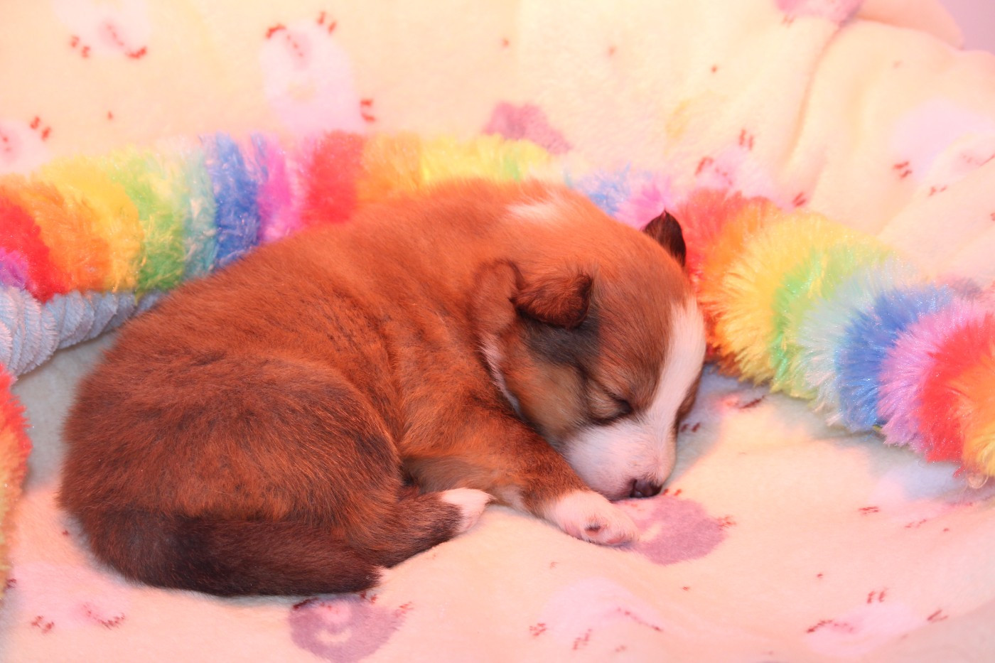 Des petites fées des sables - Chiots disponibles - Shetland Sheepdog