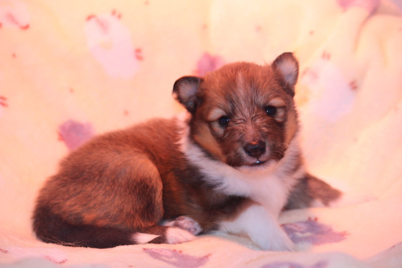 Des petites fées des sables - Chiots disponibles - Shetland Sheepdog