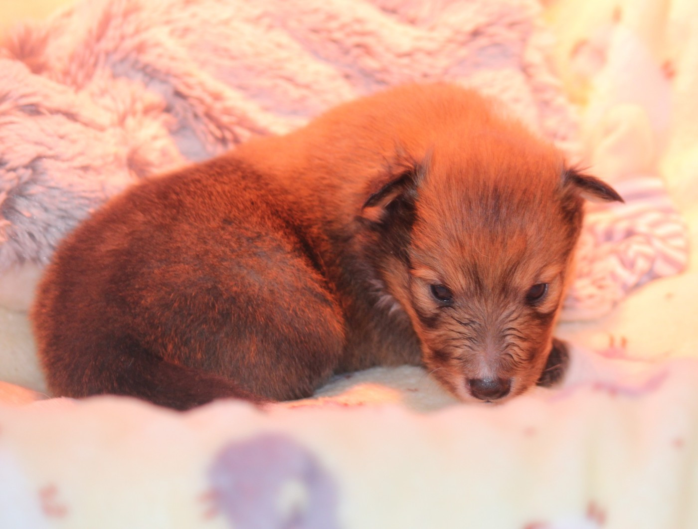 Des petites fées des sables - Chiots disponibles - Shetland Sheepdog