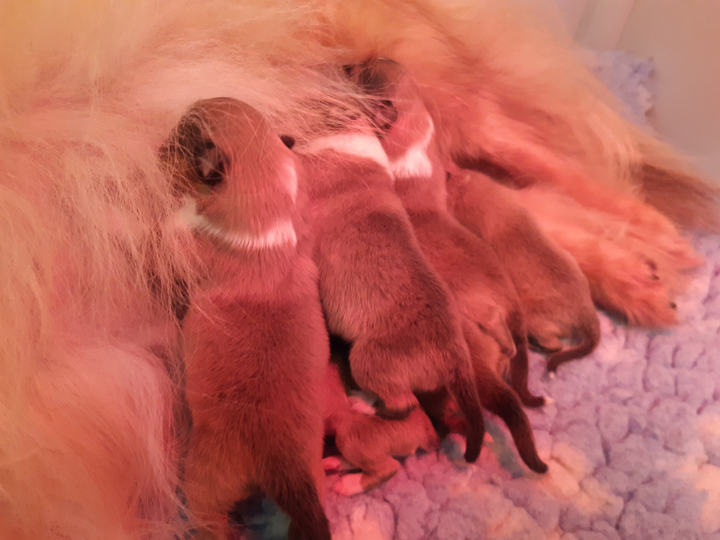 Chiot Shetland Sheepdog Des petites fées des sables