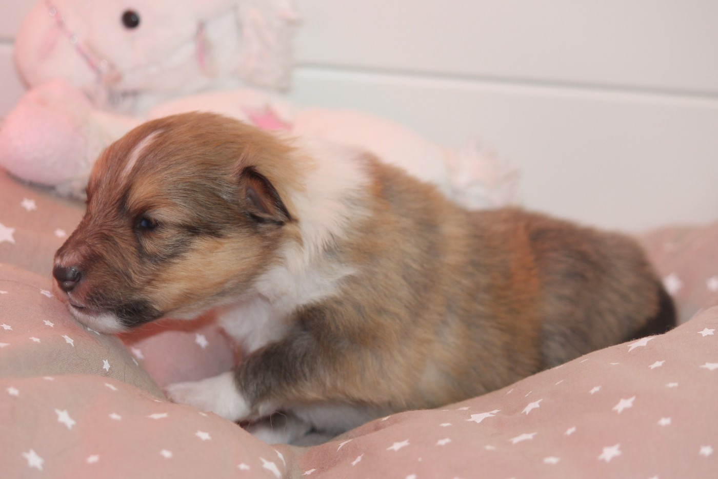Des petites fées des sables - Chiots disponibles - Shetland Sheepdog
