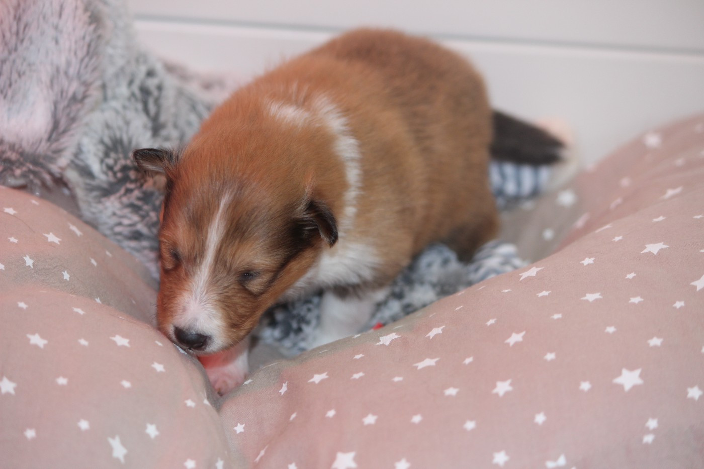 Des petites fées des sables - Chiots disponibles - Shetland Sheepdog