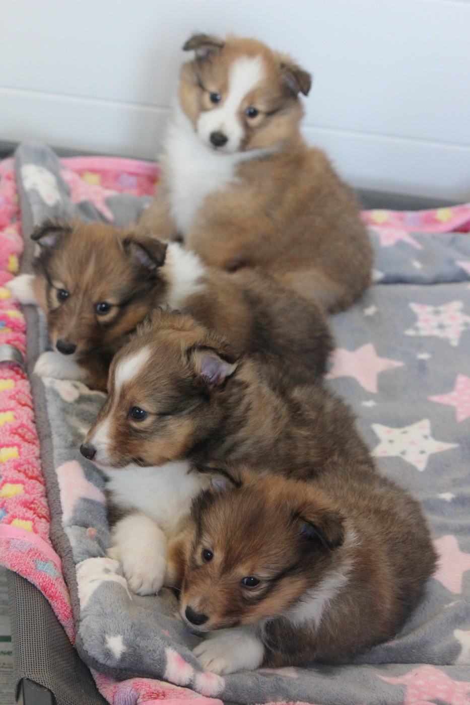 Des petites fées des sables - Shetland Sheepdog - Portée née le 07/03/2026