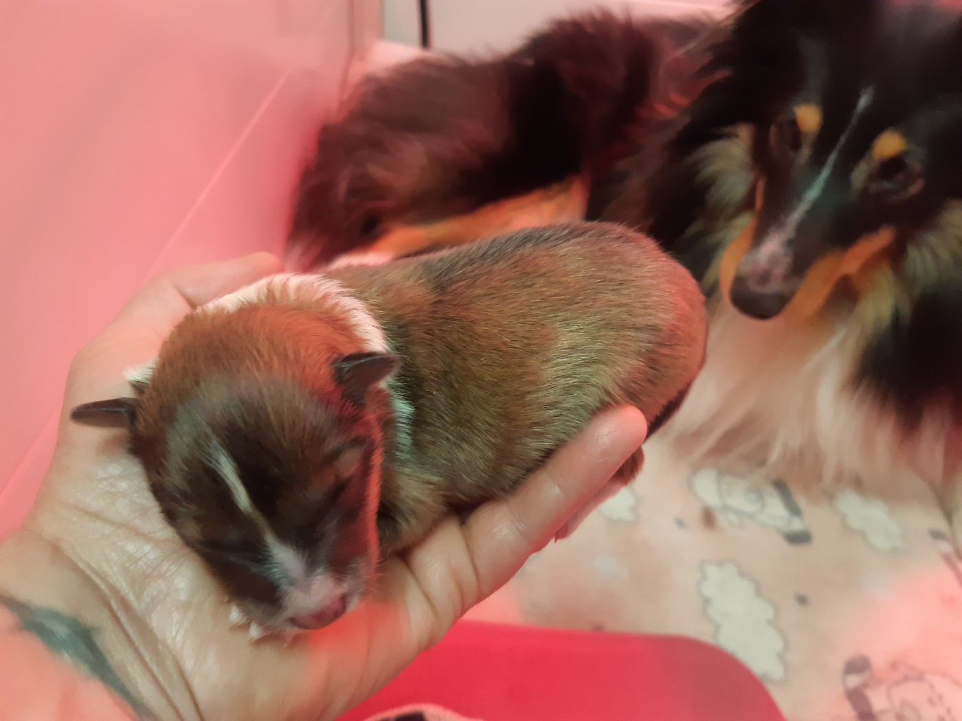 Des petites fées des sables - Chiots disponibles - Shetland Sheepdog