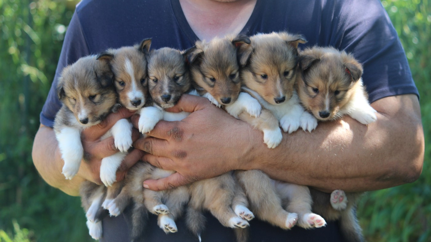 Chiot Shetland Sheepdog Des petites fées des sables