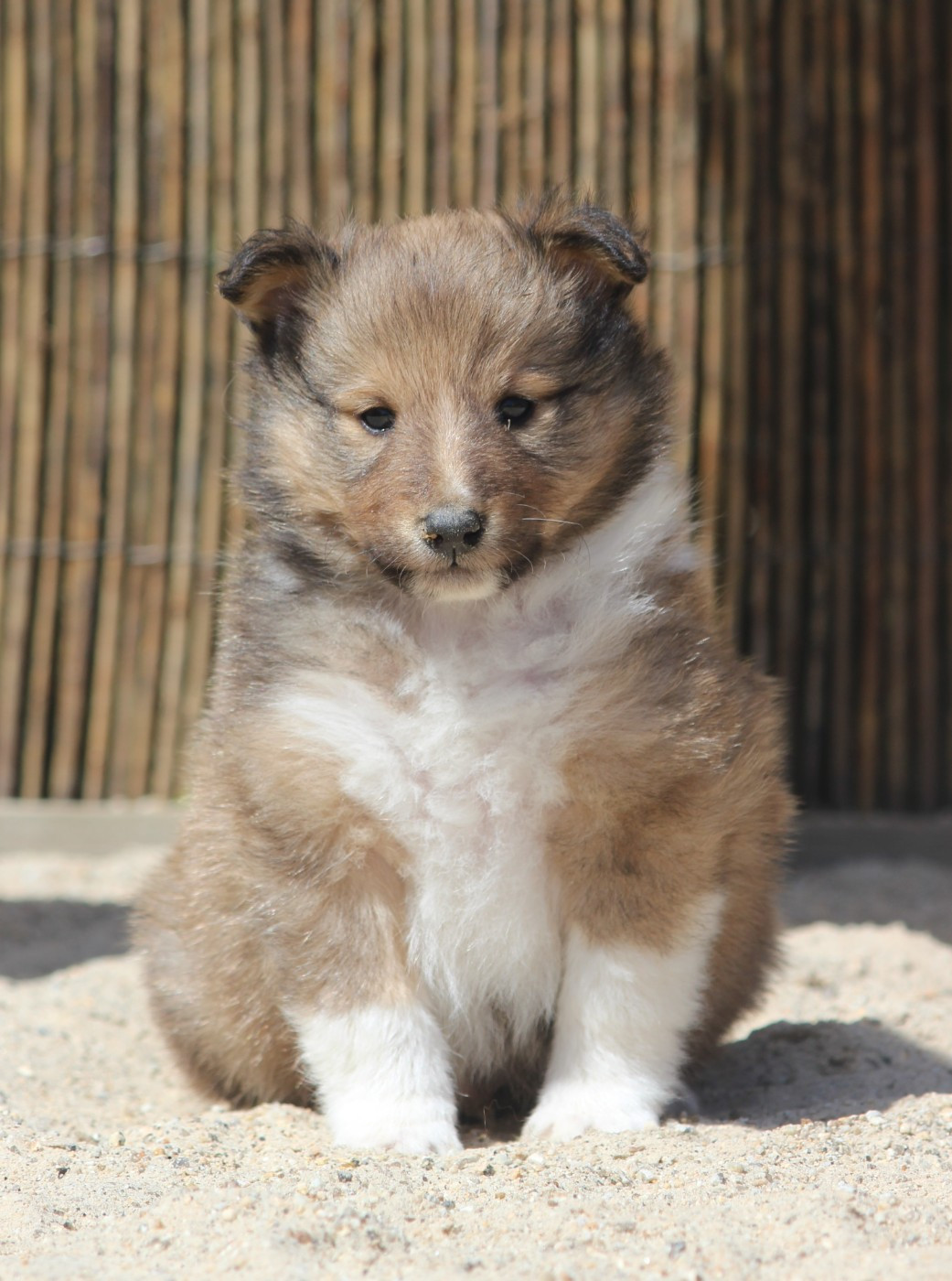 Des petites fées des sables - Chiots disponibles - Shetland Sheepdog