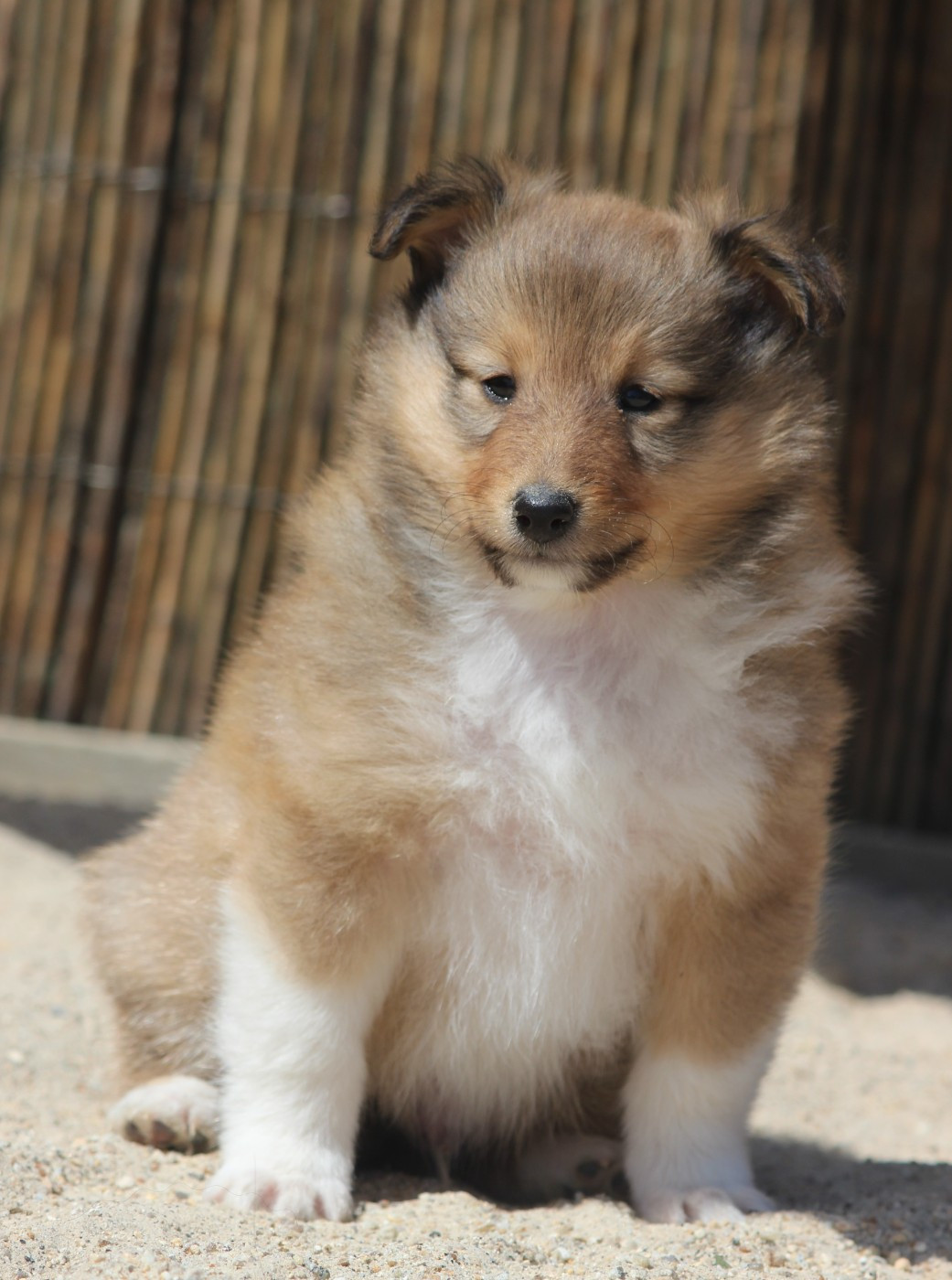Des petites fées des sables - Chiots disponibles - Shetland Sheepdog