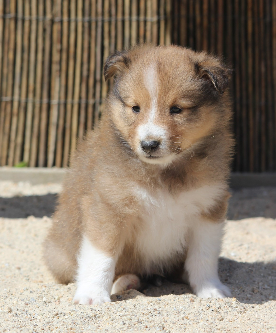 Des petites fées des sables - Chiots disponibles - Shetland Sheepdog