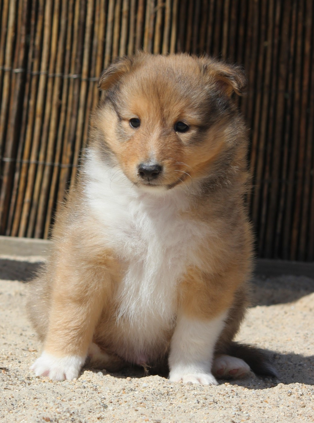 Des petites fées des sables - Chiots disponibles - Shetland Sheepdog