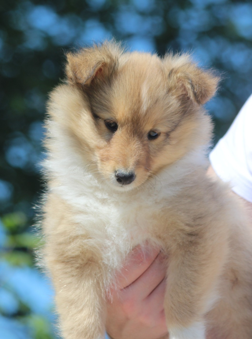Des petites fées des sables - Chiots disponibles - Shetland Sheepdog
