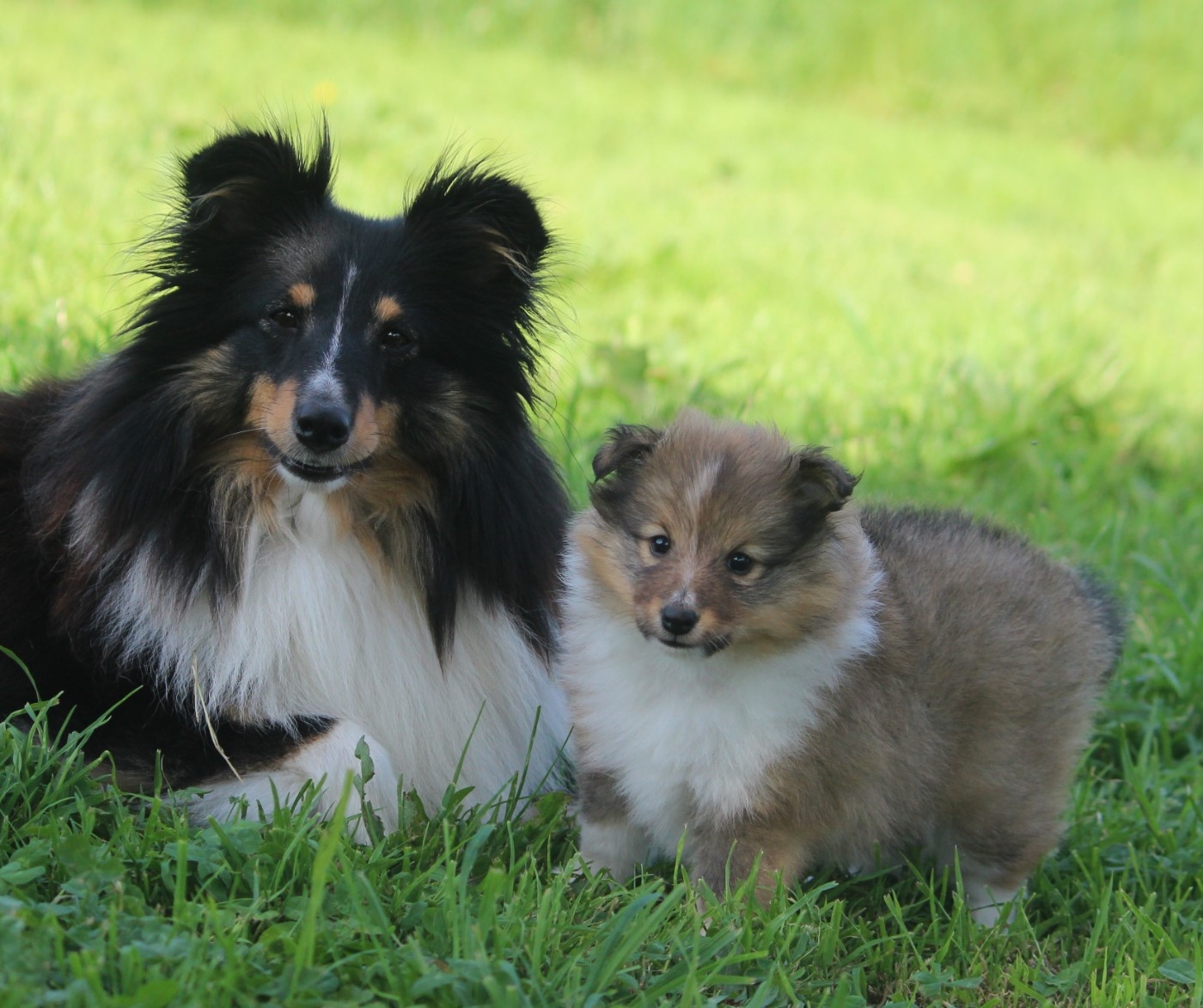 Des petites fées des sables - Shetland Sheepdog - Portée née le 15/04/2026