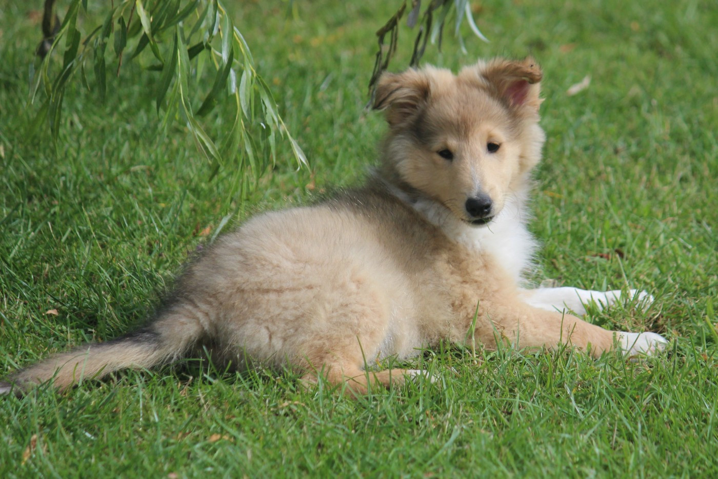 Des petites fées des sables - Chiots disponibles - Shetland Sheepdog