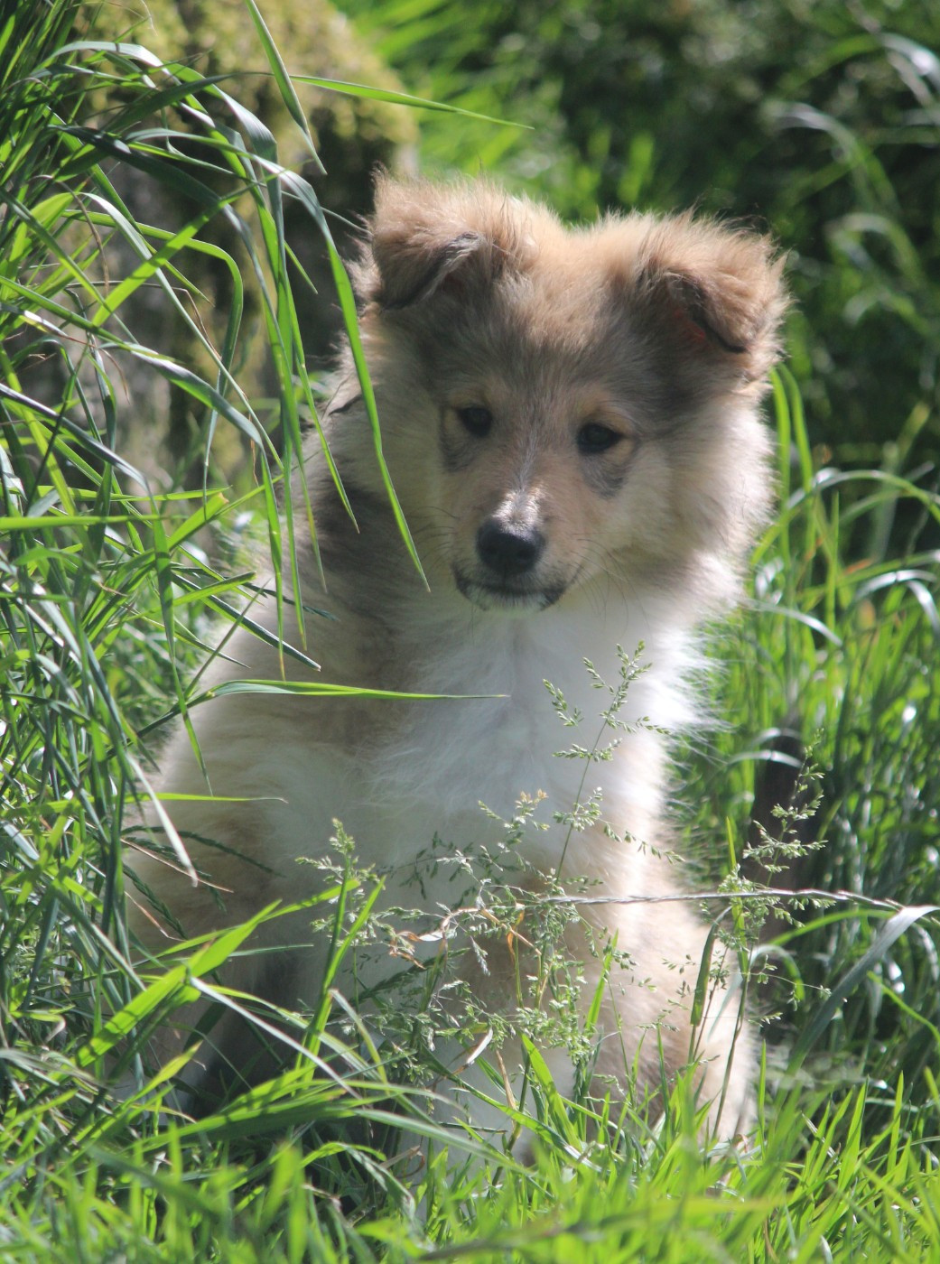 Des petites fées des sables - Chiots disponibles - Shetland Sheepdog