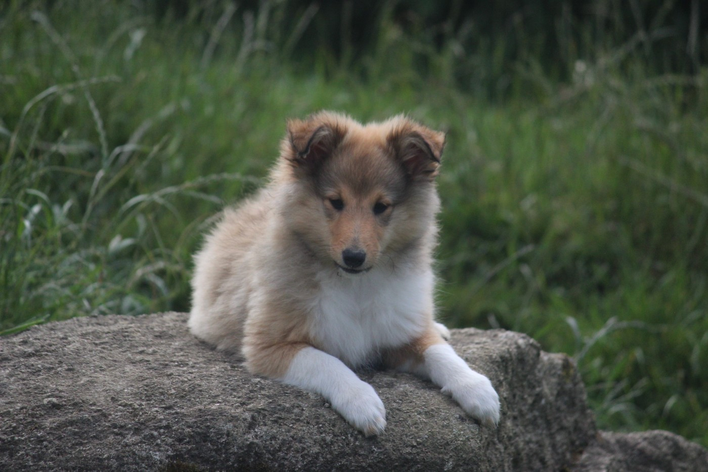 Des petites fées des sables - Chiots disponibles - Shetland Sheepdog