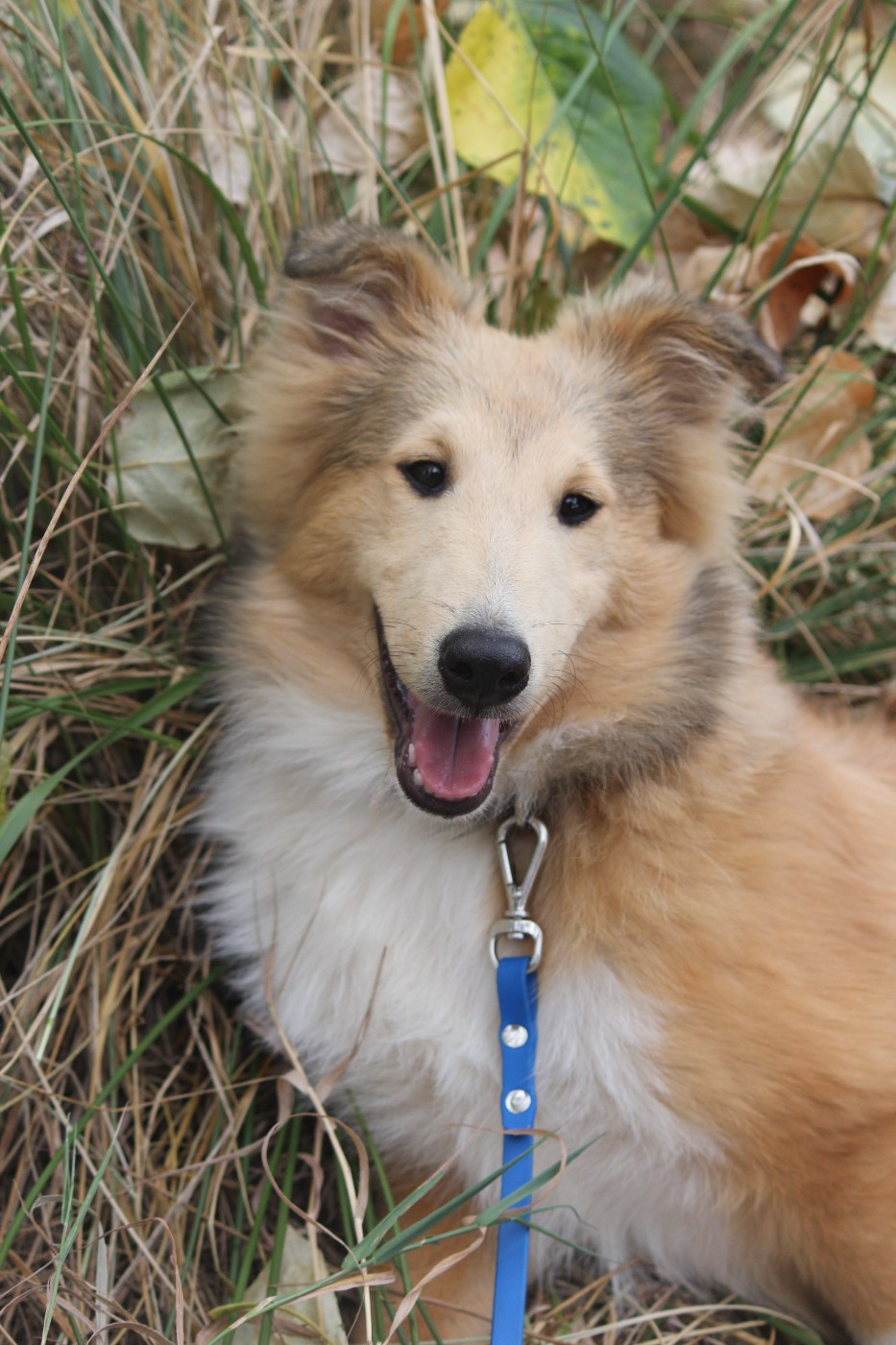 Des petites fées des sables - Chiots disponibles - Shetland Sheepdog