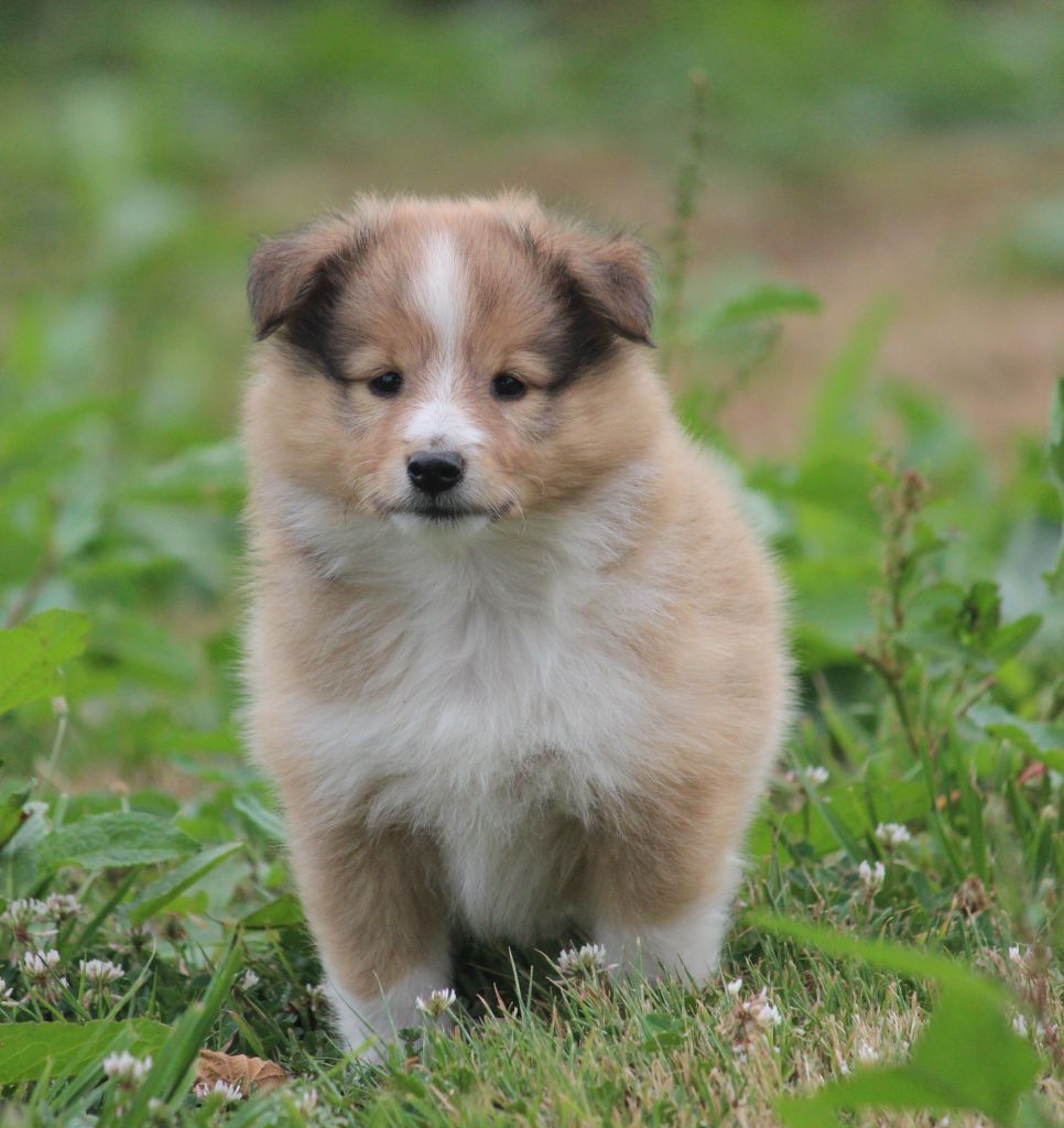 Des petites fées des sables - Chiots disponibles - Shetland Sheepdog