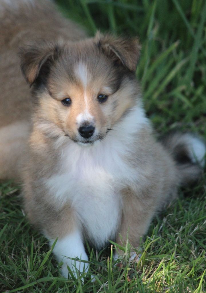 Des petites fées des sables - Chiots disponibles - Shetland Sheepdog