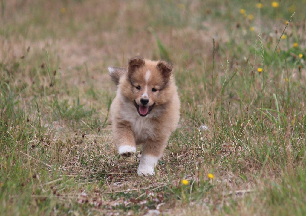 Des petites fées des sables - Chiots disponibles - Shetland Sheepdog