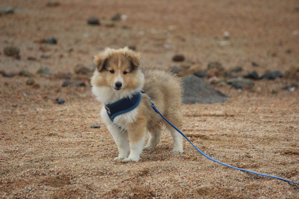 Des petites fées des sables - Shetland Sheepdog - Portée née le 05/06/2025