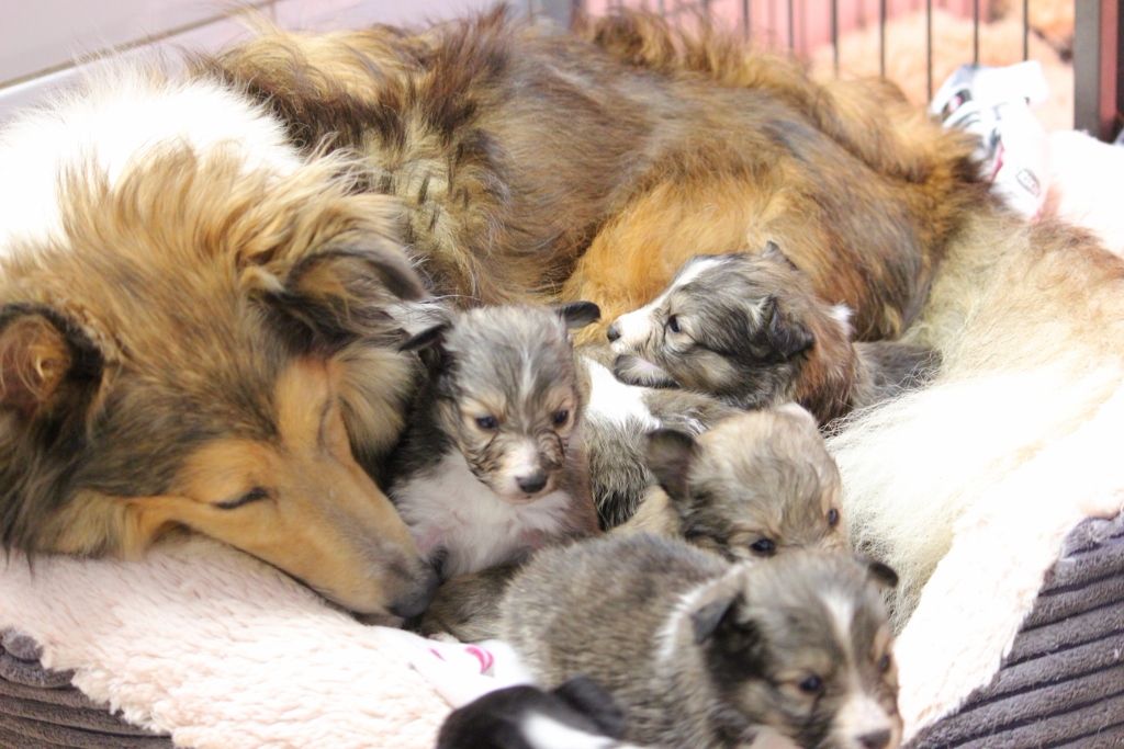 Chiot Shetland Sheepdog Des petites fées des sables