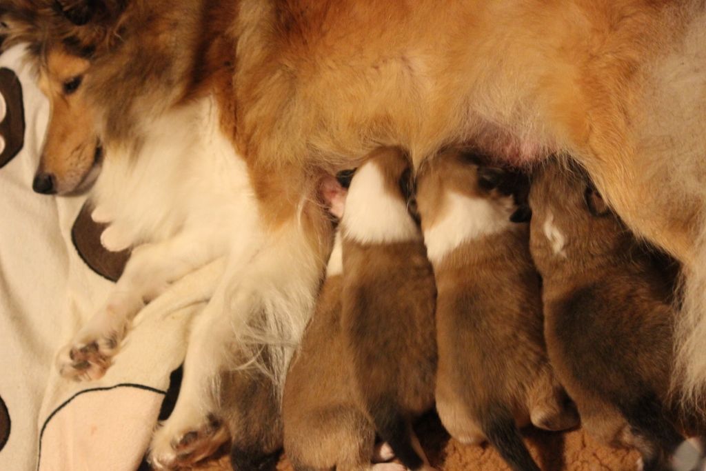 Chiot Shetland Sheepdog Des petites fées des sables
