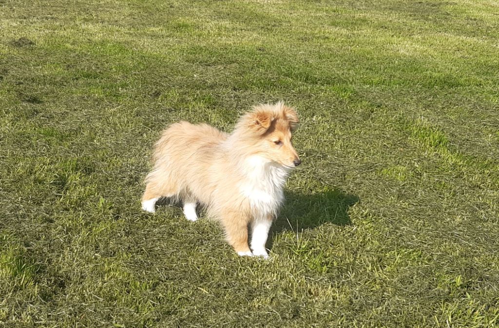 Des petites fées des sables - Chiots disponibles - Shetland Sheepdog
