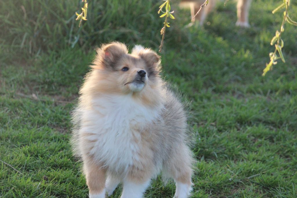 Des petites fées des sables - Chiots disponibles - Shetland Sheepdog