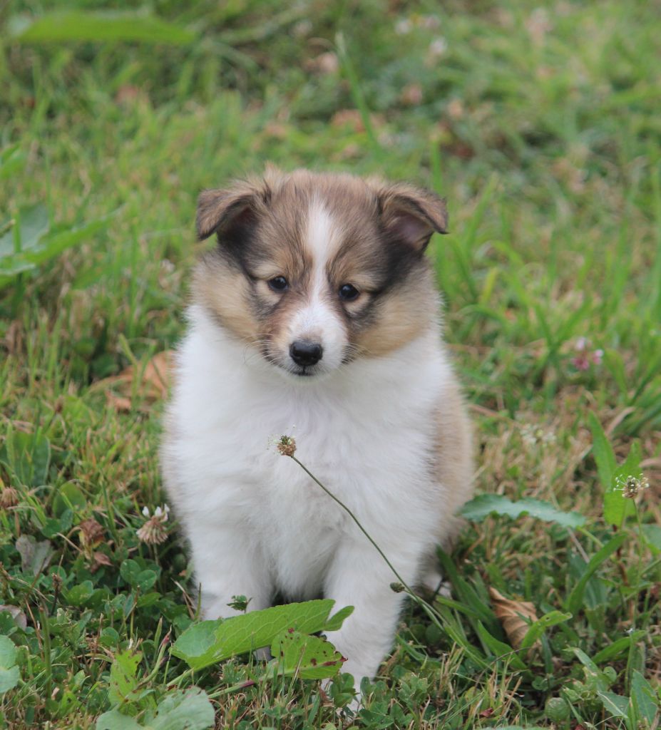 Des petites fées des sables - Chiots disponibles - Shetland Sheepdog