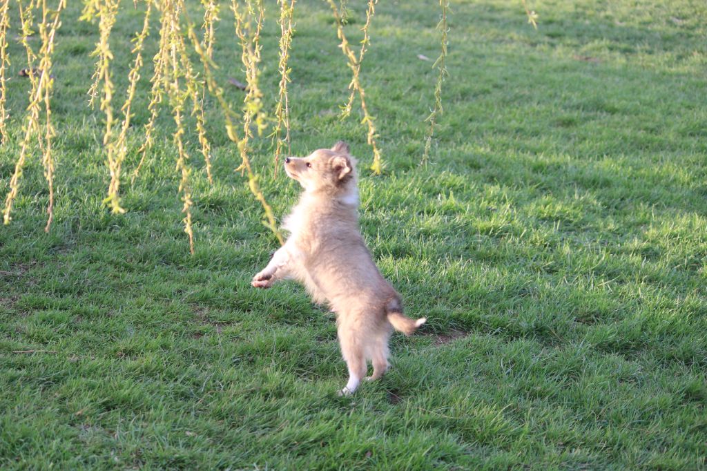 Des petites fées des sables - Chiots disponibles - Shetland Sheepdog